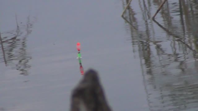 Рыбалка в тростнике на Поплавок