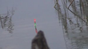 Рыбалка в тростнике на Поплавок