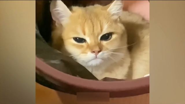 Видео ШУТКА !!!!