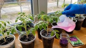 Марганцовка главный секрет крепкой рассады на окне и большого урожая помидор перца и баклажан!