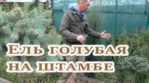 Ель голубая на штамбе своими руками: обрезка, посадка, уход