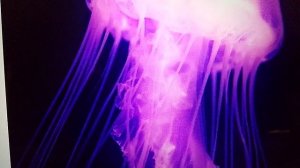 животное, больше синего кита