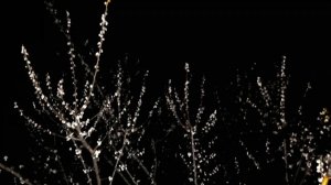 Абрикос как сакура ночью светится.