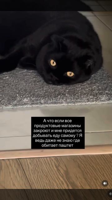 Кто любит Котов ?