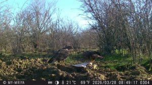 Фотоловушка на лесной кормушке. 28.03.2026г. Канюки