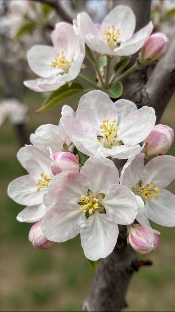 Цветение яблонь: красота природы #природа #цветы #яблоня