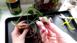 388. Работаем с растениями 28.03.2026.