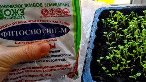 Фитоспорин для рассады цветов. Как эффективно применять фитоспорин для выращивания рассады