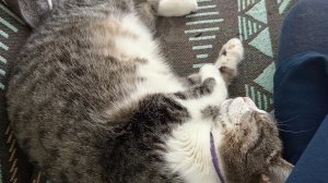 трансляция