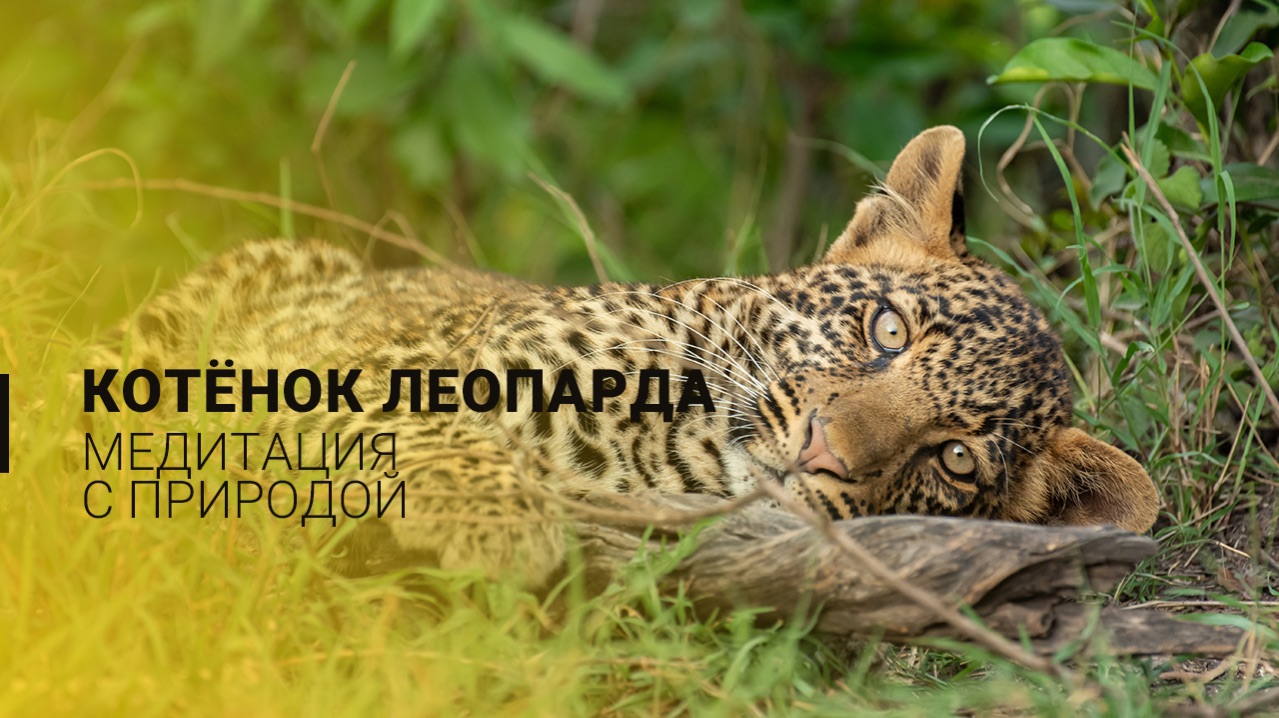 Медитация с природой. Котёнок леопарда.