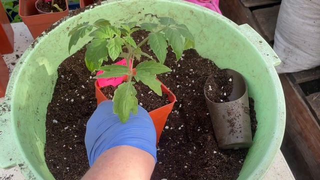 Переваливаю томаты в больший объём, от посева 18 февраля.