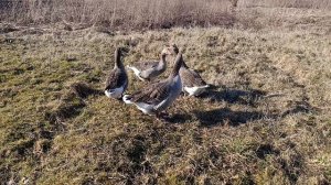 Деревенский релакс 🤠 🐔🐓🪿🐱🐈