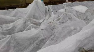 ПОСАДИЛА ЮККУ. РАСКРЫЛА РОЗЫ.