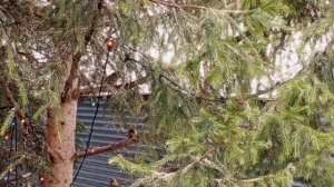 пугливые белки