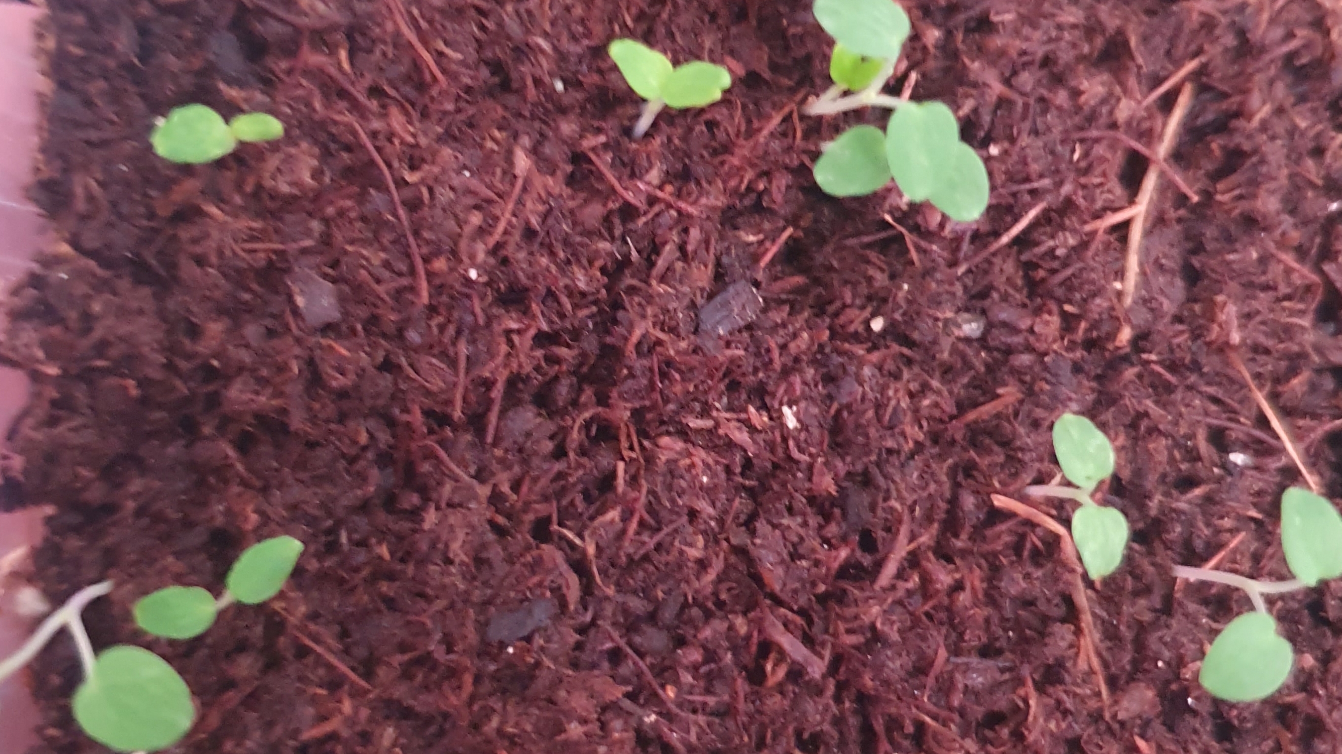 Всходы. Пикировка шалфея лекарственного.