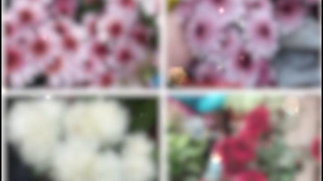 Продаю черенки хризантем.