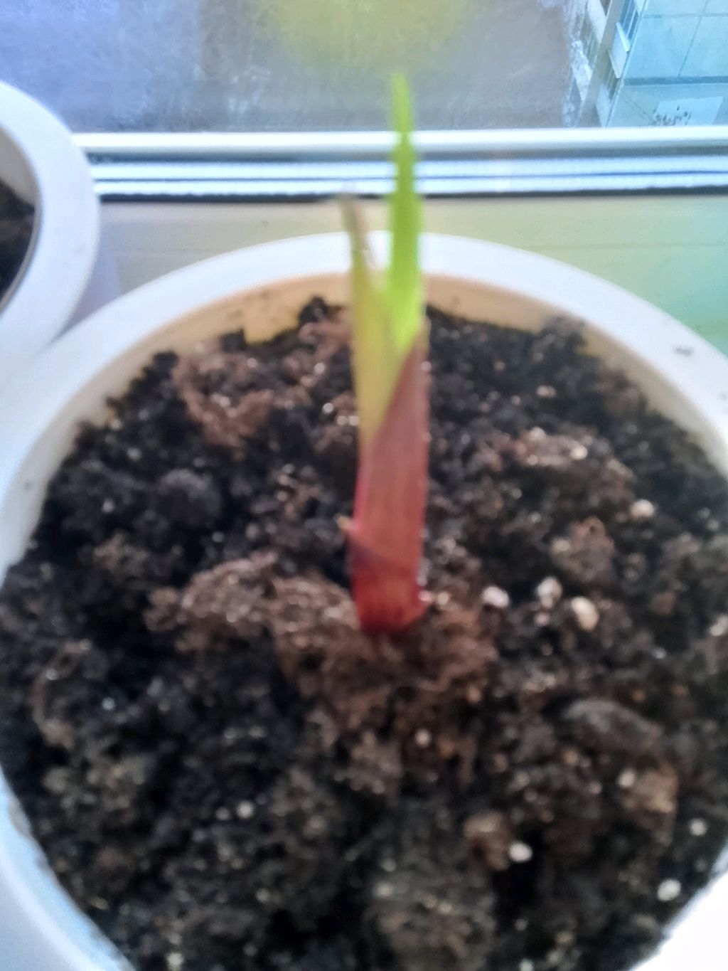 Ищем бабочек