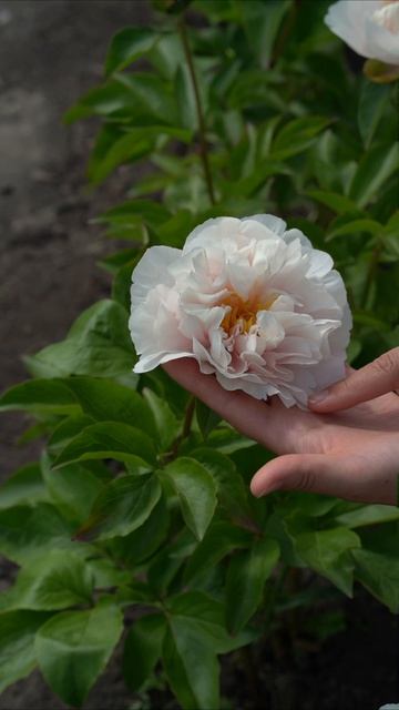 Пион Блашинг Принцесс / Blushing Princess