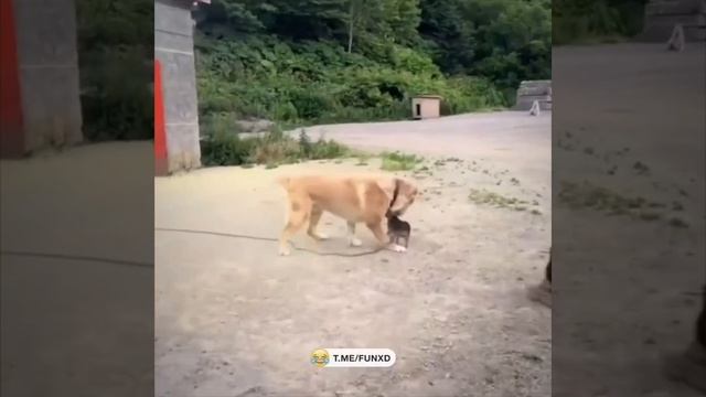 Не того на цепь посадили😁