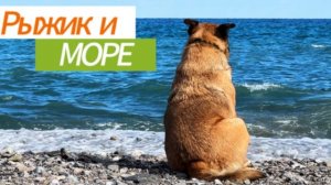 Пес Рыжик (песня)