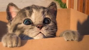 Маленький котенок,мультик для детей.