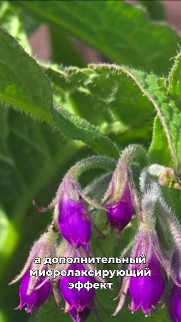 заживитель травм растяжений и переломов