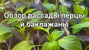Рассада ПЕРЦА  и БАКЛАЖАН крепкая и не вытягивается
