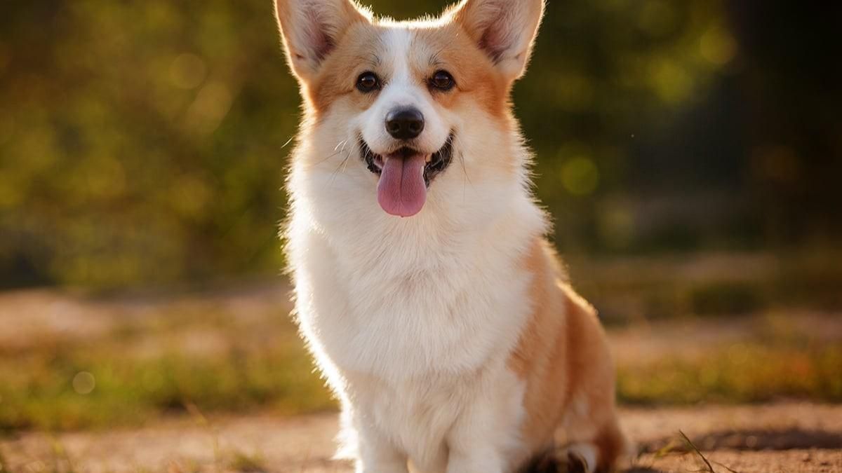 тест вегас про