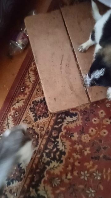 Неудачная попытка подружить кота Барсика и щенка Макса