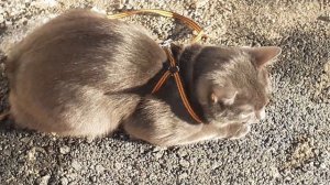 Отдыхает котик на улице.