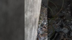 VID_20260328_104908.mp4