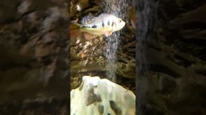 Наш аквариум