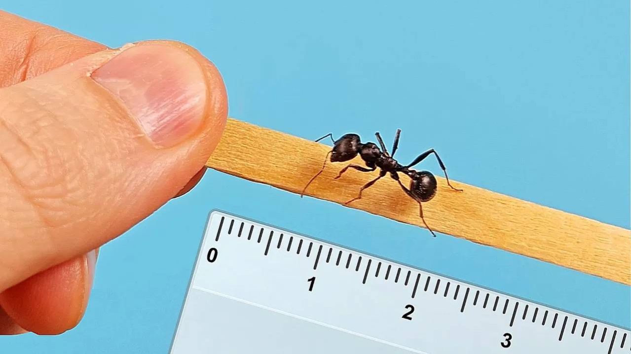 Мне прислали огромных тропических Муравьев Жнецов! Messor Arenarius