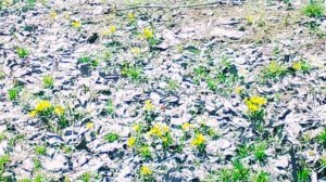 Жизнь Хороша! Когда Гуляешь-неспеша..