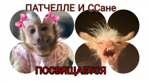 Патчелла + ССаня =