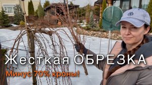 Обрезка ЛИСТВЕННИЦЫ ПЛАКУЧЕЙ на штамбе Стиф Випер Larix kaempferi Stiff Weeper