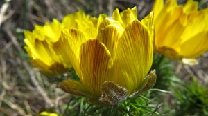 Март на околице.