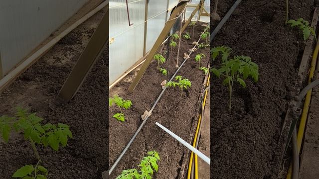 28 марта #теплица #дача #садоводничество #огород #уходзатеплицей