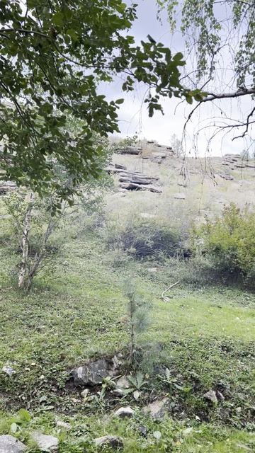 ПРИЕХАЛИ НА ОТДЫХ С РОДСТВЕННИКАМИ В ЛЕС.