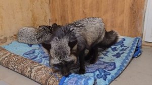 Лисы к лисятам