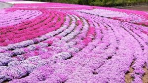 Буйство красок, травяной сакуры !