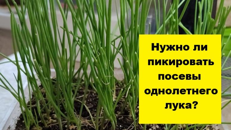 Нужно ли пикировать посеянный в этом году однолетний лук?