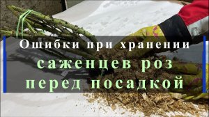 Ошибки при хранении саженцев роз перед посадкой