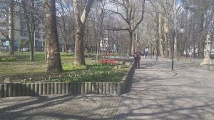 Аллея тюльпанов.  Новороссийск