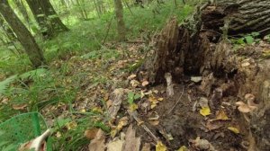 Опята и чёрный груздь.