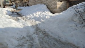 Собака в одежде.