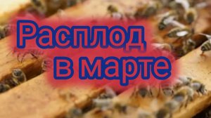 Расплод в марте 🐝