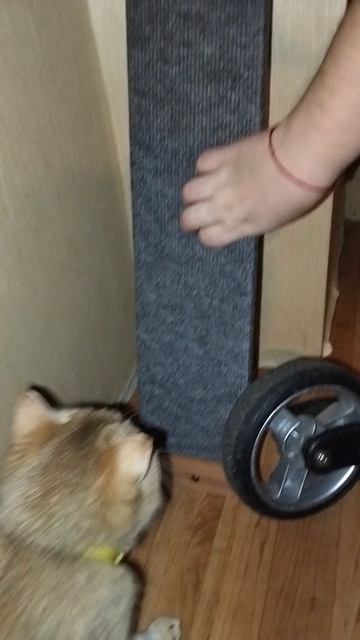 Купили для моей кошки когтиточку. Изучает неопознанный объект для исследования.