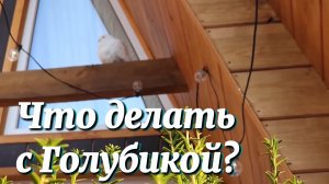 Обзавелись ХОЗЯЙСТВОМ. Что делать с Голубикой? 🐥🐣