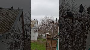 мои голуби, Ростовская область Сальский р-н